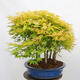 Outdoor bonsai - Acer palmatum Aureum - Klon złotolistny o liściach palmowych - 2/4