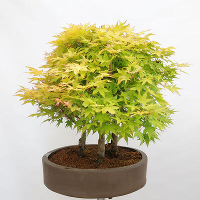 Outdoor bonsai - Acer palmatum Aureum - Klon złotolistny o liściach palmowych - 2