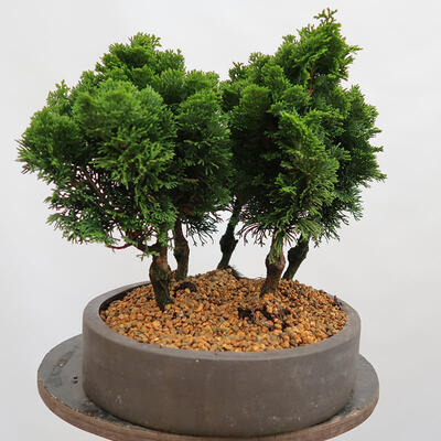Outdoor bonsai - Cham.pis obtusa Nana Gracilis - Las cyprysowy - 2