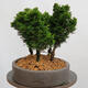 Outdoor bonsai - Cham.pis obtusa Nana Gracilis - Las cyprysowy - 2/4