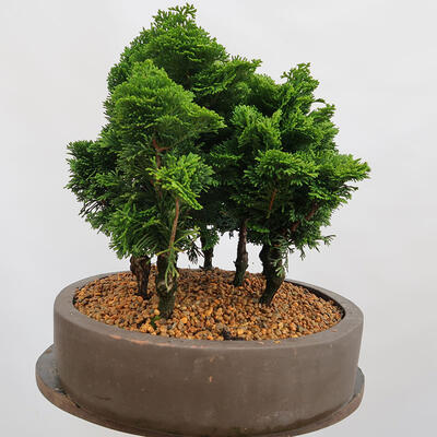 Outdoor bonsai - Cham.pis obtusa Nana Gracilis - Las cyprysowy - 2