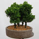 Outdoor bonsai - Cham.pis obtusa Nana Gracilis - Las cyprysowy - 2/4