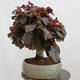 Outdoorowe bonsai - Corylus Avellana Red Majestic - Leszczyna pospolita - 2/4