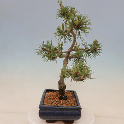 Outdoor bonsai - Pinus mugo Humpy - Klęcząca sosna - 2