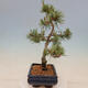 Outdoor bonsai - Pinus mugo Humpy - Klęcząca sosna - 2/4