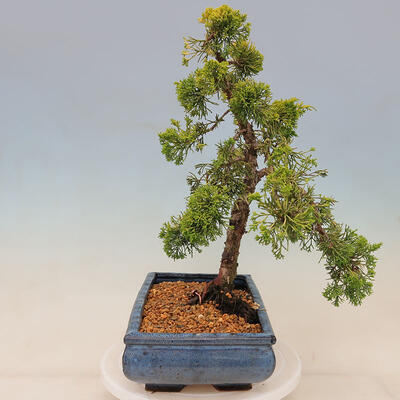 Plenerowe bonsai - Juniperus chinensis plumosa aurea - chiński złoty jałowiec - 2