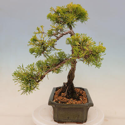 Plenerowe bonsai - Juniperus chinensis plumosa aurea - chiński złoty jałowiec - 2