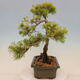 Plenerowe bonsai - Juniperus chinensis plumosa aurea - chiński złoty jałowiec - 2/4