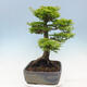 Outdoor bonsai - Acer palmatum Shishigashira - 2/7