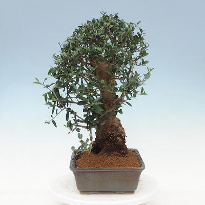 Kryte bonsai - Olea europaea sylvestris - Europejska oliwa z małych liści - 2