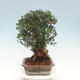 Kryte bonsai - Olea europaea sylvestris - Europejska oliwa z małych liści - 2/6