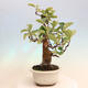 Outdoor bonsai - Pseudocydonia sinensis - Pigwa chińska - 2/7