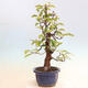 Outdoor bonsai - Pseudocydonia sinensis - Pigwa chińska - 2/6