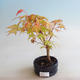 Outdoor bonsai - Acer palmatum Orange - 2/2