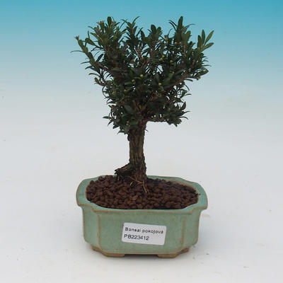 Pokój bonsai - Buxus harlandii - 2