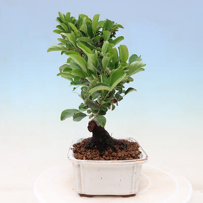 Outdoor bonsai - Malus sargentii - Drobnoowocowa jabłoń - 2