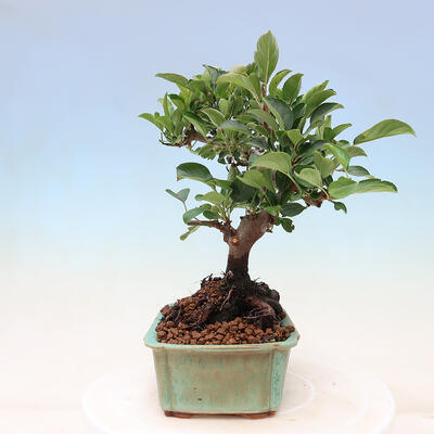Outdoor bonsai - Malus sargentii - Drobnoowocowa jabłoń - 2