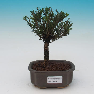 Pokój bonsai - Buxus harlandii - 2