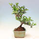Outdoor bonsai - Malus sargentii - Drobnoowocowa jabłoń - 2/6