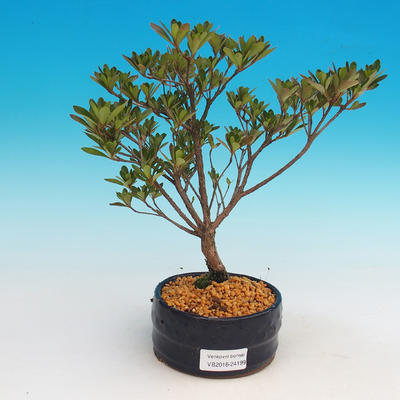 Outdoor bonsai - Rhododendron sp. Z oo - Azalia różowa - 2