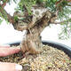 Outdoor bonsai - Juniperus chinensis Itoigawa-jałowiec chiński - 2/5
