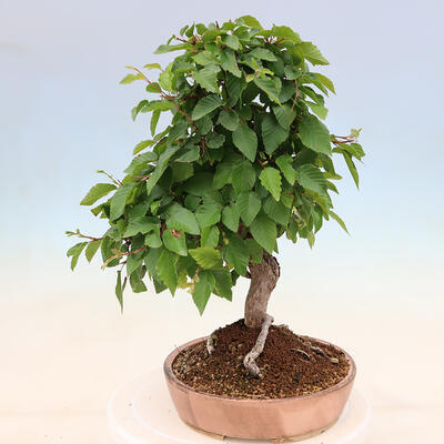 Bonsai plenerowe - Carpinus Coreana - grab koreański - 2
