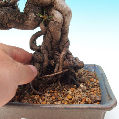 Outdoor bonsai-Pinus thunbergii - Thunberg Pine - 2