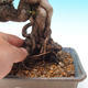 Outdoor bonsai-Pinus thunbergii - Thunberg Pine - 2/3