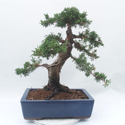 Outdoor bonsai - Juniperus chinensis - chiński jałowiec - 2