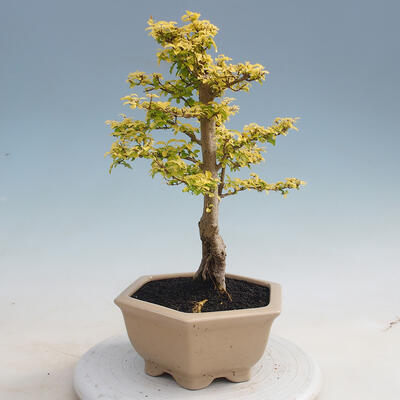Kryty bonsai -Ligustrum Aurea - dziób ptaka - 2