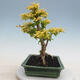 Kryty bonsai -Ligustrum Aurea - dziób ptaka - 2/6