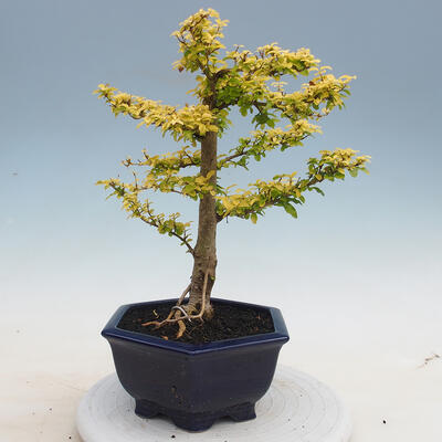 Kryty bonsai -Ligustrum Aurea - dziób ptaka - 2