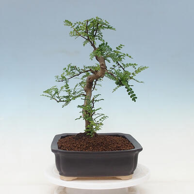 Kryty bonsai - Zantoxylum piperitum - drzewo pieprzowe - 2
