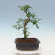 Kryty bonsai - Zantoxylum piperitum - drzewo pieprzowe - 2/7