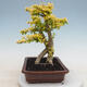 Kryty bonsai -Ligustrum Aurea - dziób ptaka - 2/6