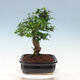 Kryty bonsai - Ligustrum chinensis - Dziób ptaka - 2/6