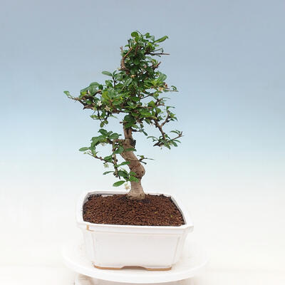 Bonsai do wnętrz - Carmona macrophylla - Herbata Fuki - 2
