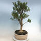 Kryty bonsai - Buxus harlandii - Bukszpan korkowy - 2/6