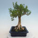 Kryty bonsai - Buxus harlandii - Bukszpan korkowy - 2/6