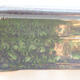 Ceramiczna miska bonsai 20,5 x 15 x 7 cm, kolor zielony - 2/3