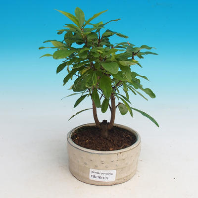 Pokój bonsai-Punica granatum nana-Granat - 2