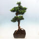 Outdoor bonsai -Larix decidua - Modrzew liściasty - 2/6