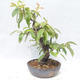 Outdoor bonsai - Pseudocydonia sinensis - Pigwa chińska - 2/5