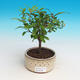 Pokój bonsai-Punica granatum nana-Granat - 2/3