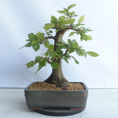 Bonsai ogrodowe - Grab - Carpinus betulus - 2