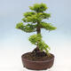 Outdoor bonsai - Acer palmatum Shishigashira - 2/7