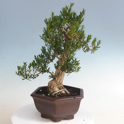 Kryty bonsai - Buxus harlandii - Bukszpan korkowy - 2