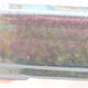 Ceramiczna miska bonsai 15,5 x 11,5 x 6 cm, kolor zielony - 2/3