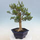 Kryty bonsai - Buxus harlandii - Bukszpan korkowy - 2/7