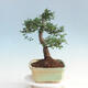 bonsai Room - Ulmus parvifolia - Malolistý wiąz - 2/6